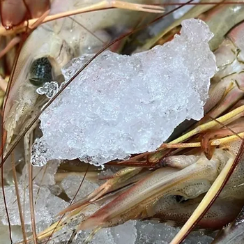 White legged prawns