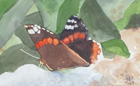 Atalanta vlinder - Aquarel
Joyce van Paassen Art © 2023