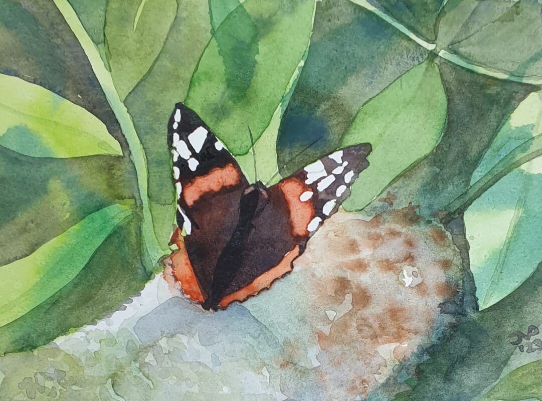 Atalanta vlinder; aquarel