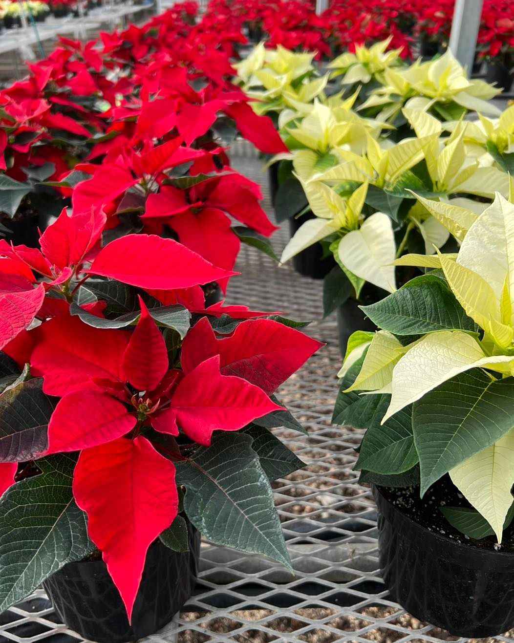 there are many different types of poinsettia flowers in pots .