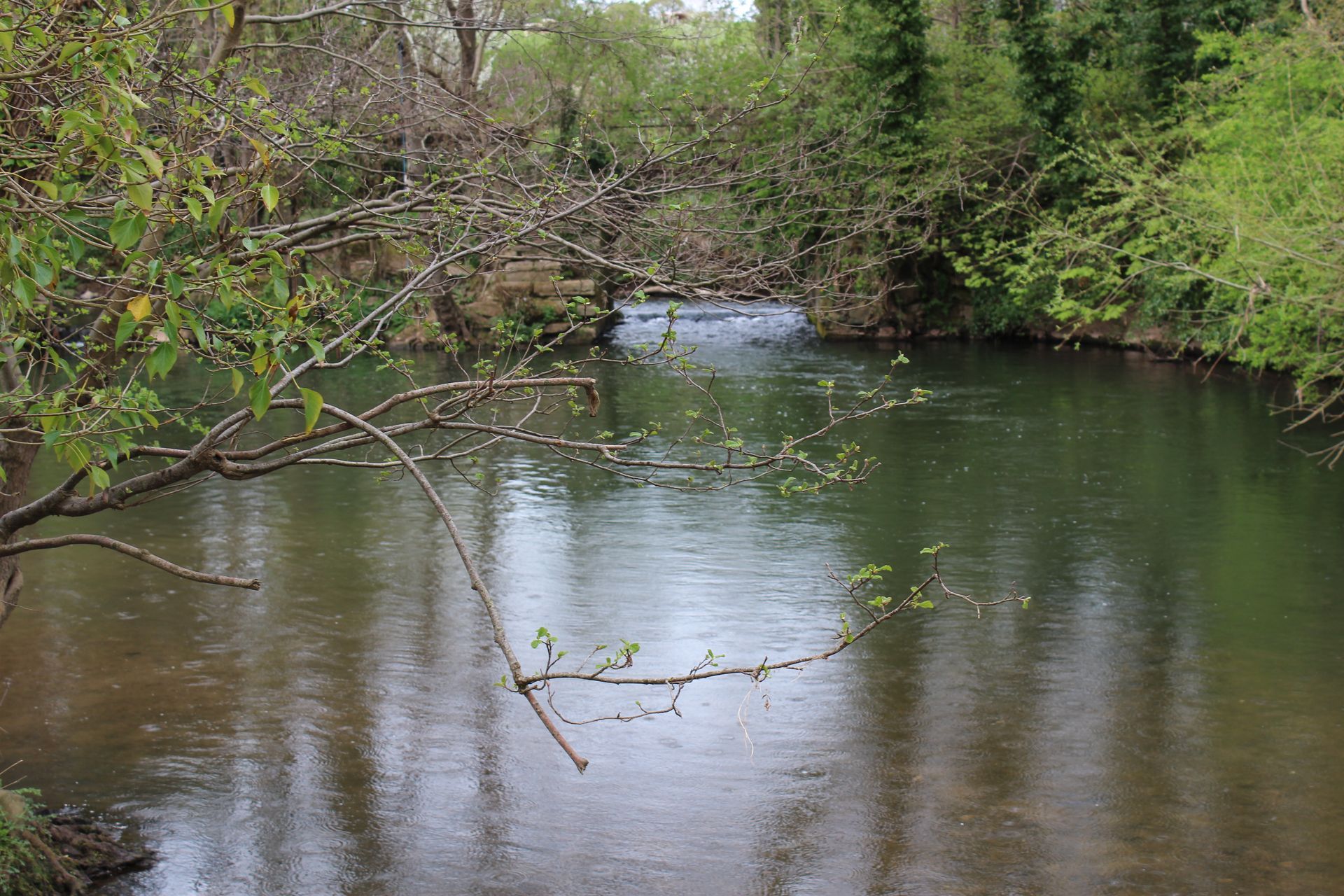 A calm river surrounded by trees, branches in foreground, overcast sky reflects on water.