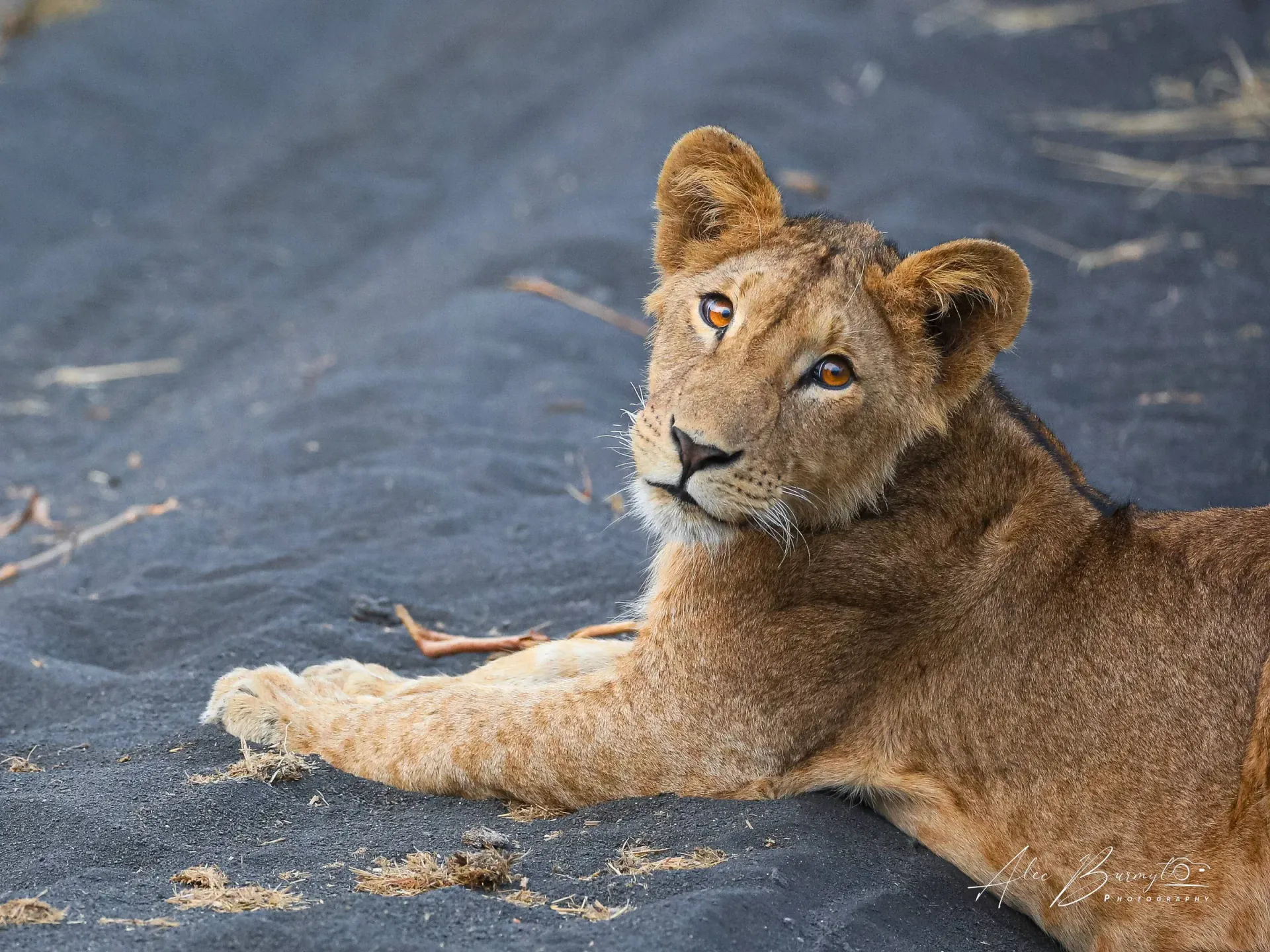 Lion cub lying on dark ground, looking towards the camera. Its fur is covered in sand.