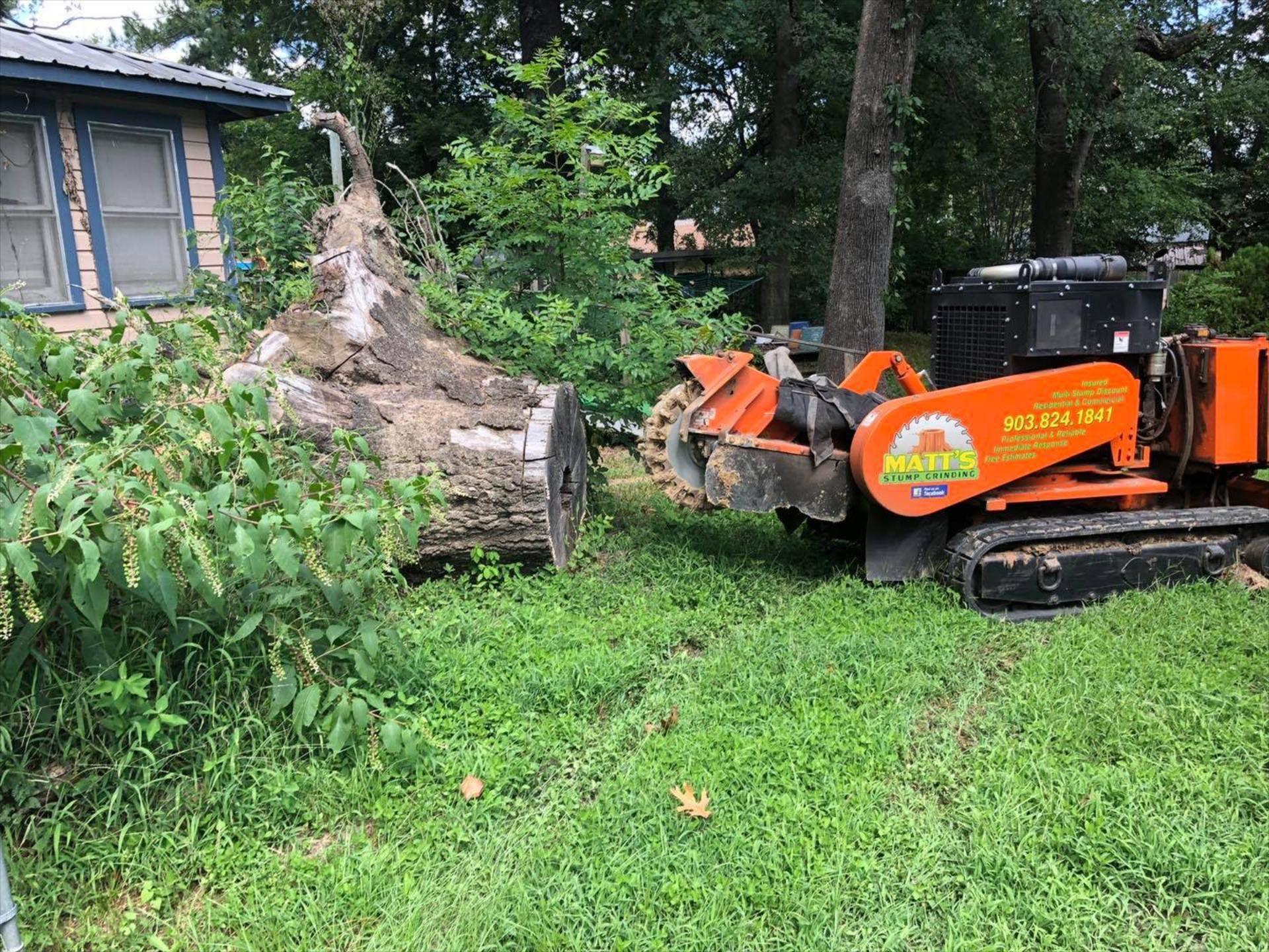 A stump grinder is cutting a tree stump in the grass in front of a house.