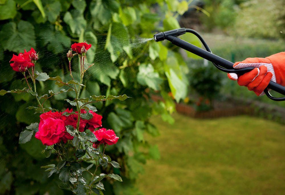 Spraying Pesticide to the Flower — Dayton, TX — Precision Lawns