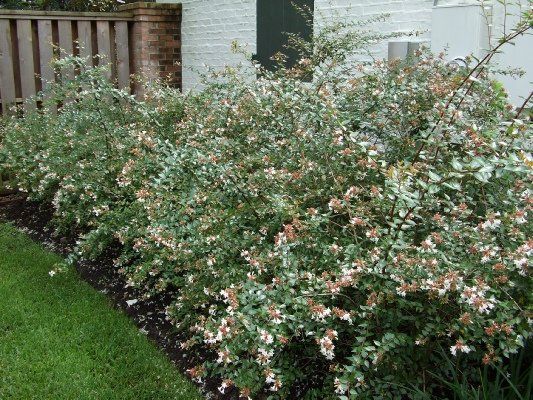 Abelia — Dayton, TX — Precision Lawns