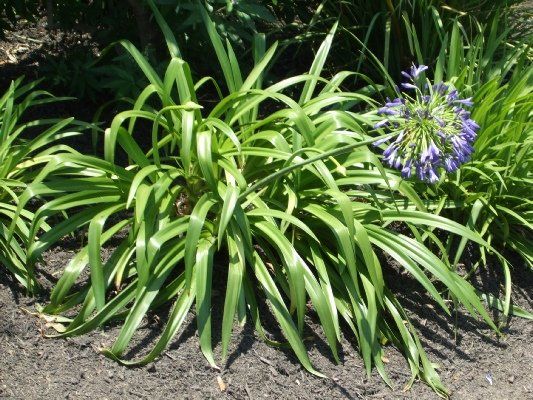Agapanthus — Dayton, TX — Precision Lawns
