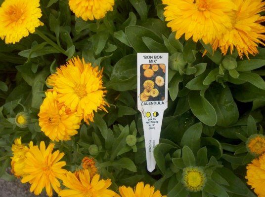 Annual Yellow Flower — Dayton, TX — Precision Lawns