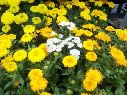 Annual Yellow and White Flower — Dayton, TX — Precision Lawns