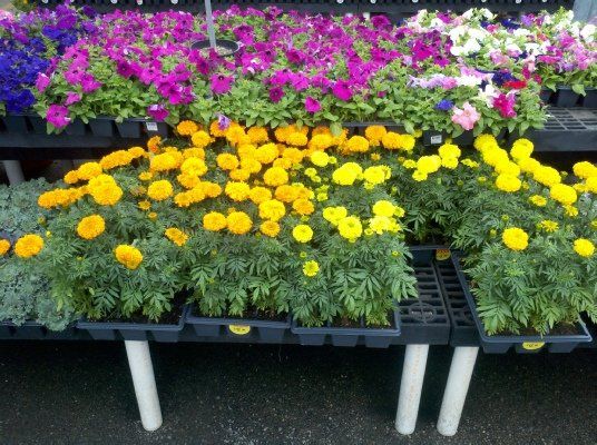 Annual Yellow and Purple Flower — Dayton, TX — Precision Lawns