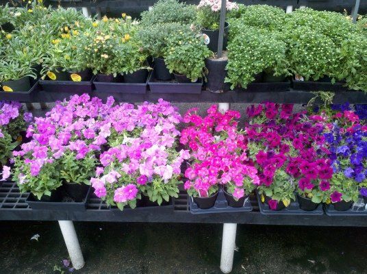 Annual Purple Flower and Plants — Dayton, TX — Precision Lawns