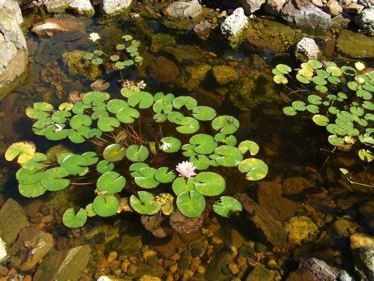 Aquatics Plants — Dayton, TX — Precision Lawns