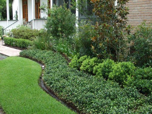 Asian Jasmine and Wheeler Pitts — Dayton, TX — Precision Lawns