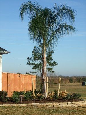 B&B Queens Palm — Dayton, TX — Precision Lawns