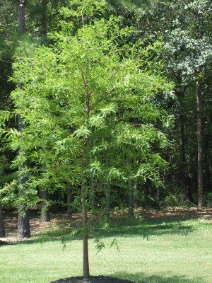 Bald Cypress Tree — Dayton, TX — Precision Lawns
