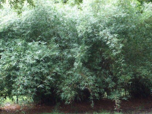 Bamboo Tree — Dayton, TX — Precision Lawns