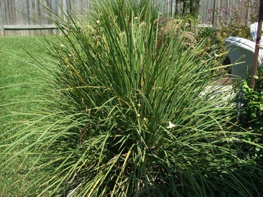 Bi-color Iris — Dayton, TX — Precision Lawns