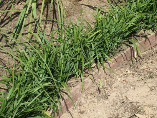 Big Blue Liriope — Dayton, TX — Precision Lawns