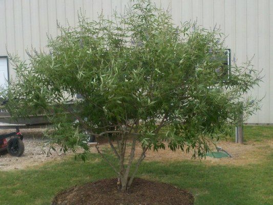 Blooming Vitex — Dayton, TX — Precision Lawns