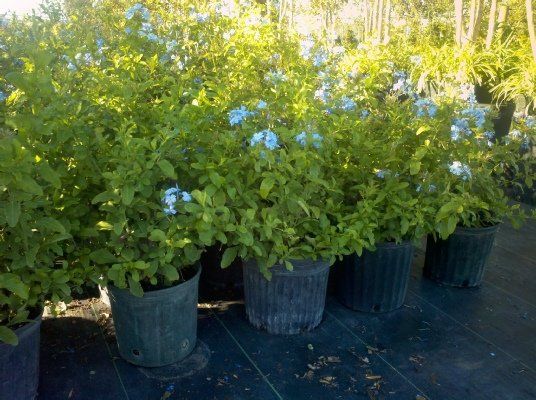 Blue Plumbago — Dayton, TX — Precision Lawns