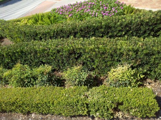 Boxwood — Dayton, TX — Precision Lawns