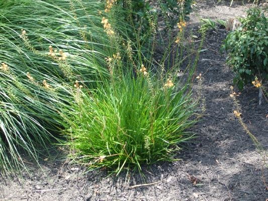 Bulbine — Dayton, TX — Precision Lawns