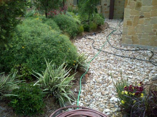 Copper Canyon Daisy — Dayton, TX — Precision Lawns