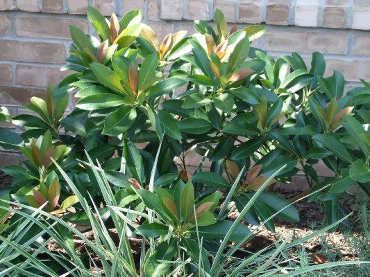 Copperton Loquat — Dayton, TX — Precision Lawns