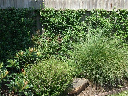 Coppertones Muhly Grass — Dayton, TX — Precision Lawns