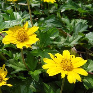 Creeping Daisy — Dayton, TX — Precision Lawns