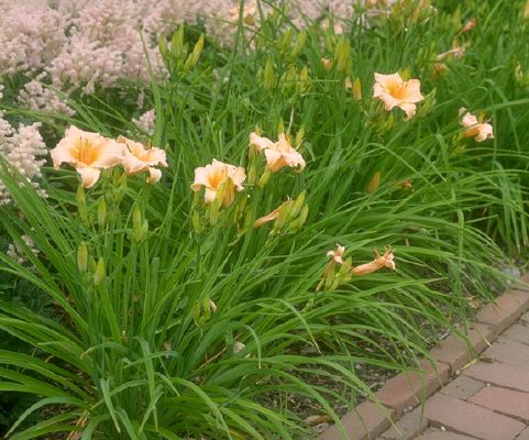 Day Lily — Dayton, TX — Precision Lawns