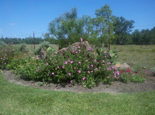 Desert Willow — Dayton, TX — Precision Lawns