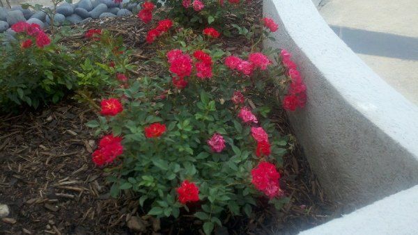 Drift Rose — Dayton, TX — Precision Lawns