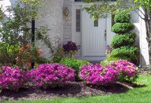 Encore Azalea — Dayton, TX — Precision Lawns