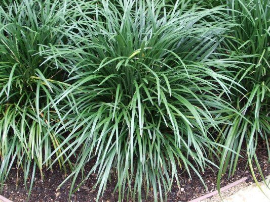 Evergreen Giant Liriope — Dayton, TX — Precision Lawns