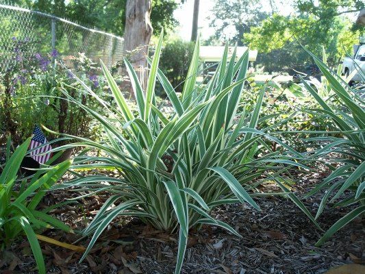 Flax Lily — Dayton, TX — Precision Lawns