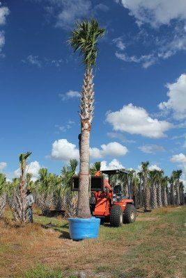 Florida Sabal Palm — Dayton, TX — Precision Lawns