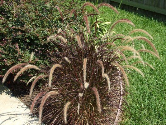 Fountain Grass — Dayton, TX — Precision Lawns