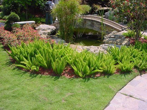 Foxtail Fern — Dayton, TX — Precision Lawns