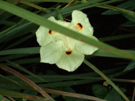 Iris Flower — Dayton, TX — Precision Lawns