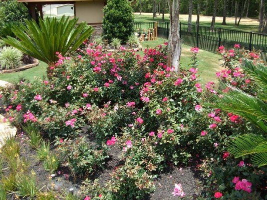 Knock Out Rose — Dayton, TX — Precision Lawns
