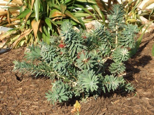 Little John Bottle Brush — Dayton, TX — Precision Lawns