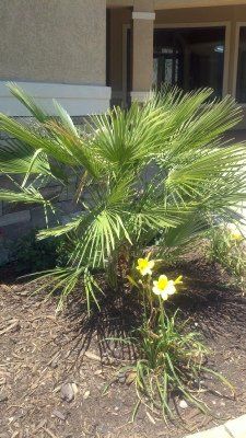 Med Fan Palm — Dayton, TX — Precision Lawns