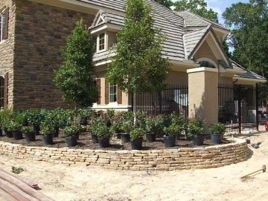 Palatka Holly — Dayton, TX — Precision Lawns