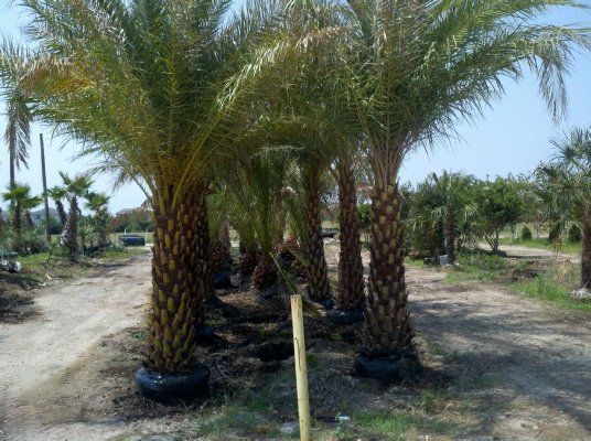 Palms — Dayton, TX — Precision Lawns