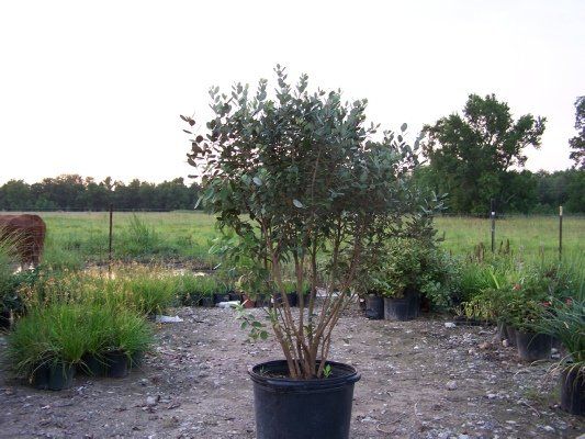 Pineapple Guava — Dayton, TX — Precision Lawns