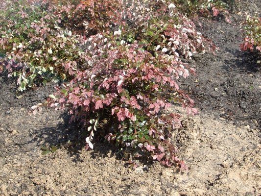 Plum Delight — Dayton, TX — Precision Lawns