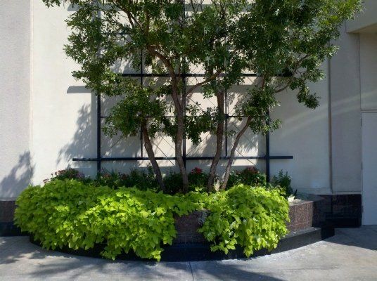 Potatoe Vine — Dayton, TX — Precision Lawns