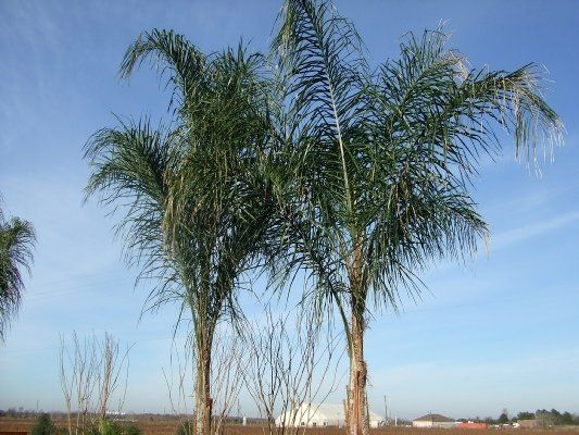 Queen Palm — Dayton, TX — Precision Lawns