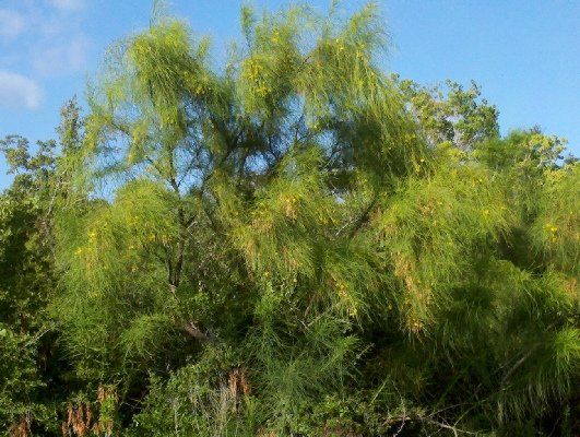 Retama — Dayton, TX — Precision Lawns