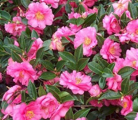 Shi-Shi Camellia — Dayton, TX — Precision Lawns